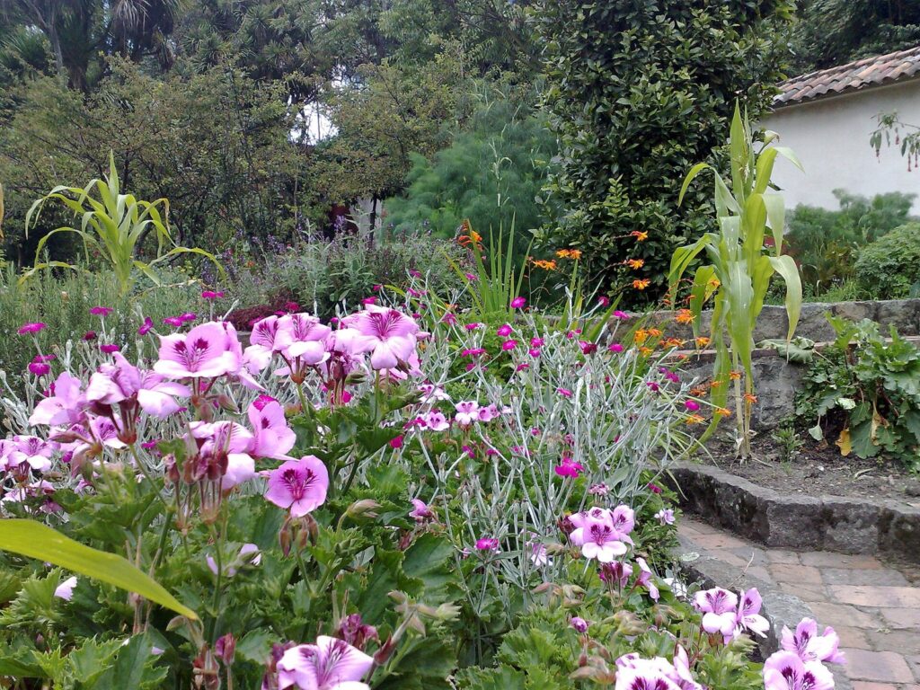 Quinta de Bolívar en Bogotá: horarios, tarifas y qué ver 2 Jardín de la Quinta de Bolívar en Bogotá con geranios rosados, plantas y un muro blanco con techo de teja