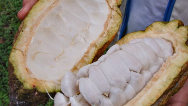 Manos sosteniendo una mazorca de cacao abierta con sus granos blancos, cultivada en San Vicente de Chucurí, Santander